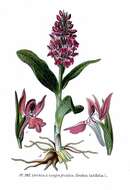 Image of Western Marsh-orchid