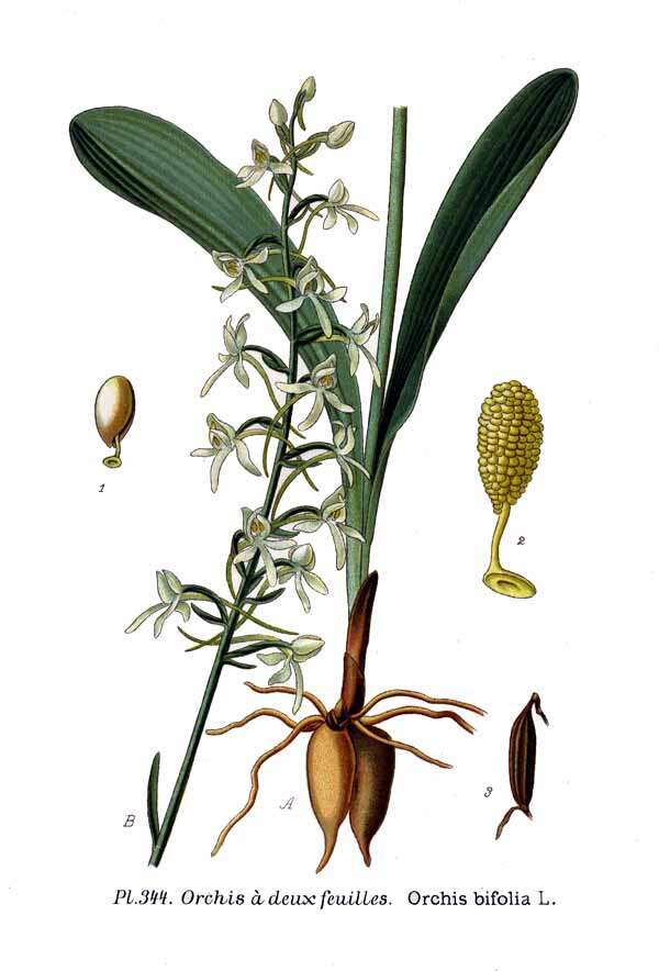 Image of lesser butterfly-orchid