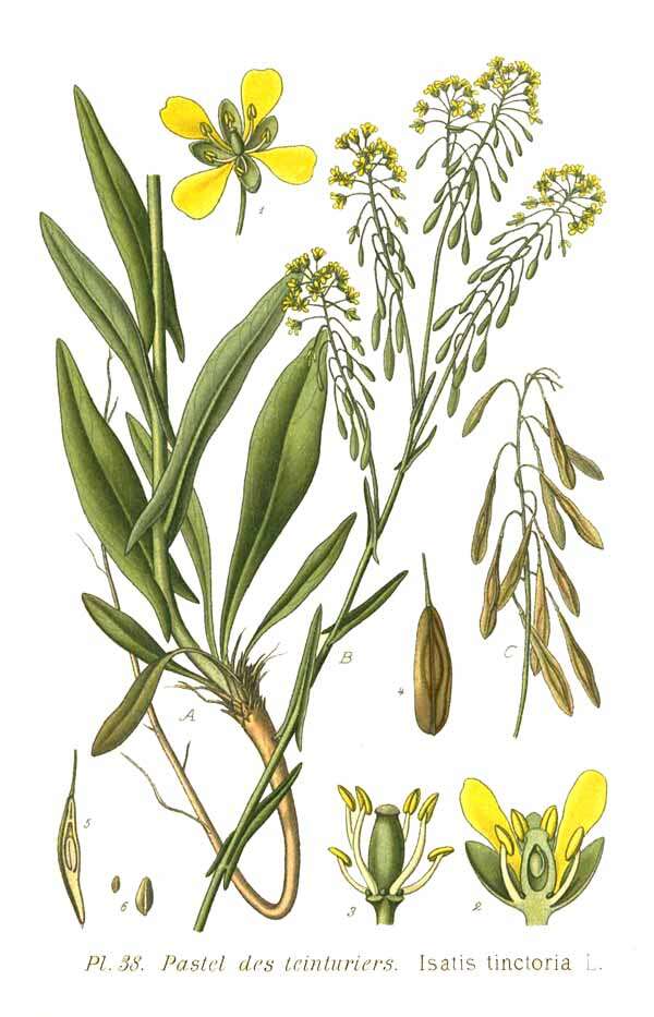 Image of woad