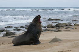 Image of New Zealand sea lion