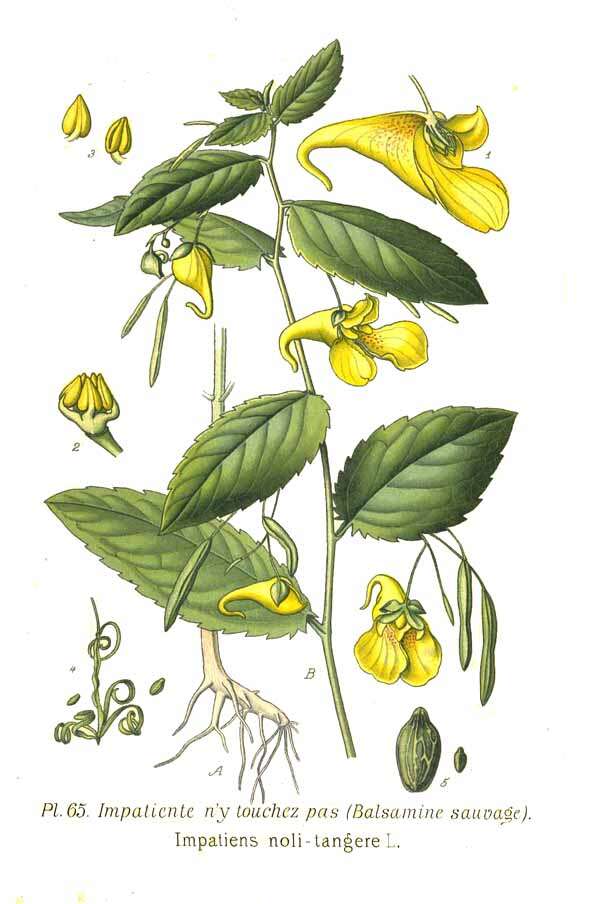 Image of Jewelweed