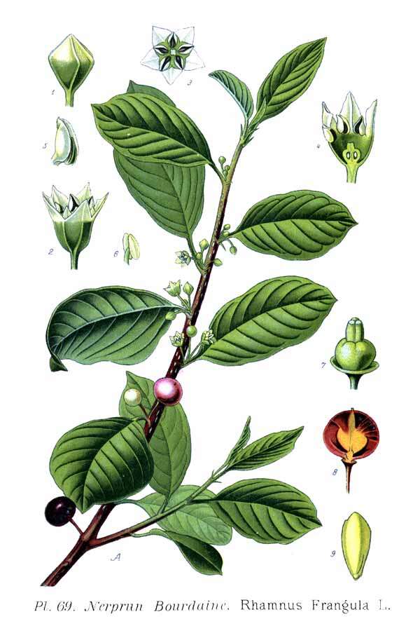 Image of Alder Buckthorn