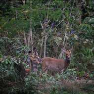 Image of Burmese brow-antlered deer