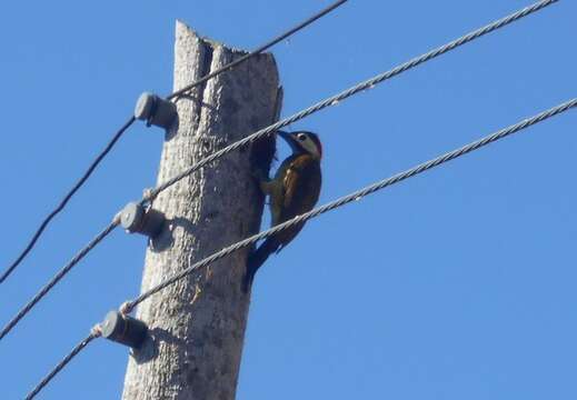 Image of Spot-breasted Woodpecker