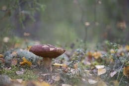 Image of Boletus pinophilus Pilát & Dermek 1973