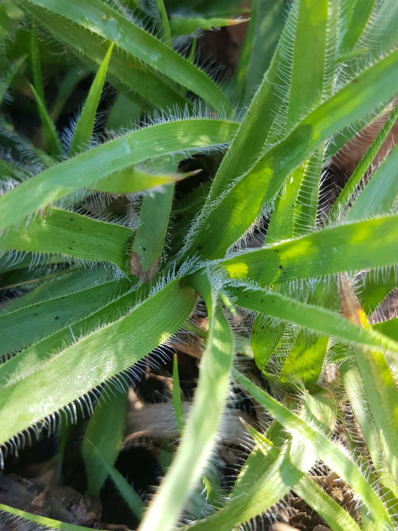 صورة Sporobolus pectinatus Hack.