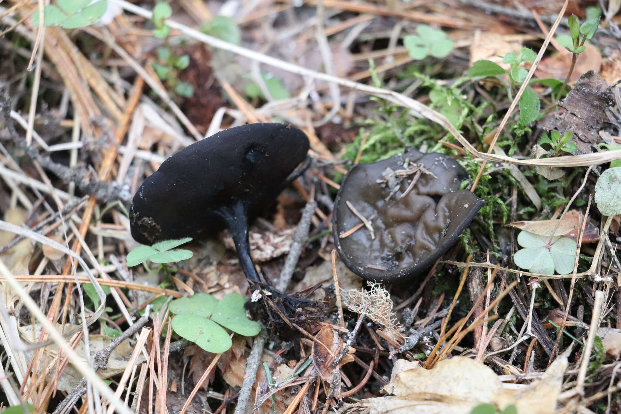 Imagem de Pseudoplectania vogesiaca Seaver 1928