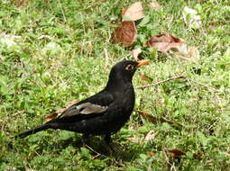 Image of Grey-winged Blackbird