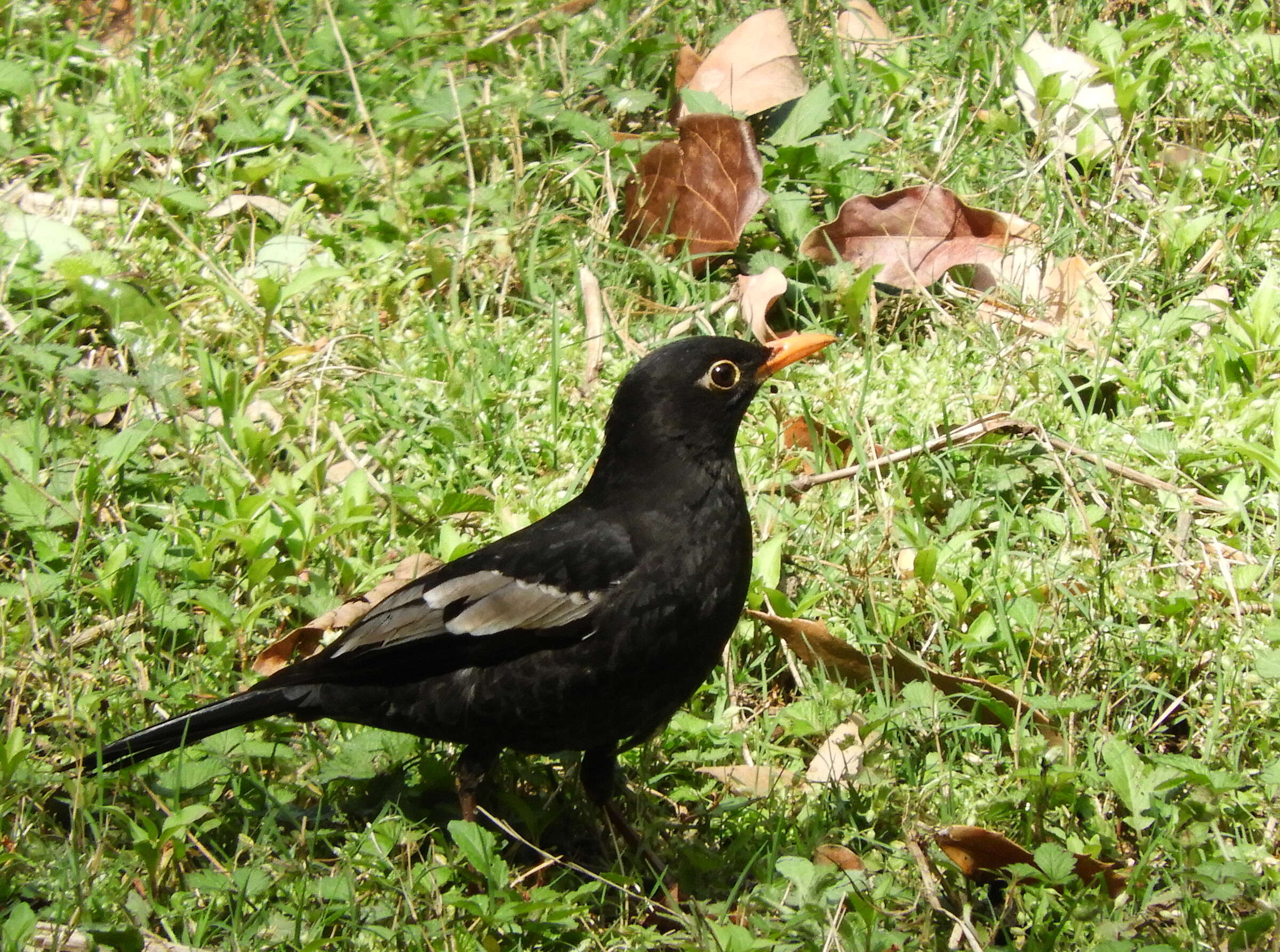 Image of Grey-winged Blackbird