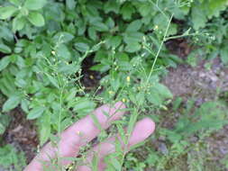 Image of Woodland Flax