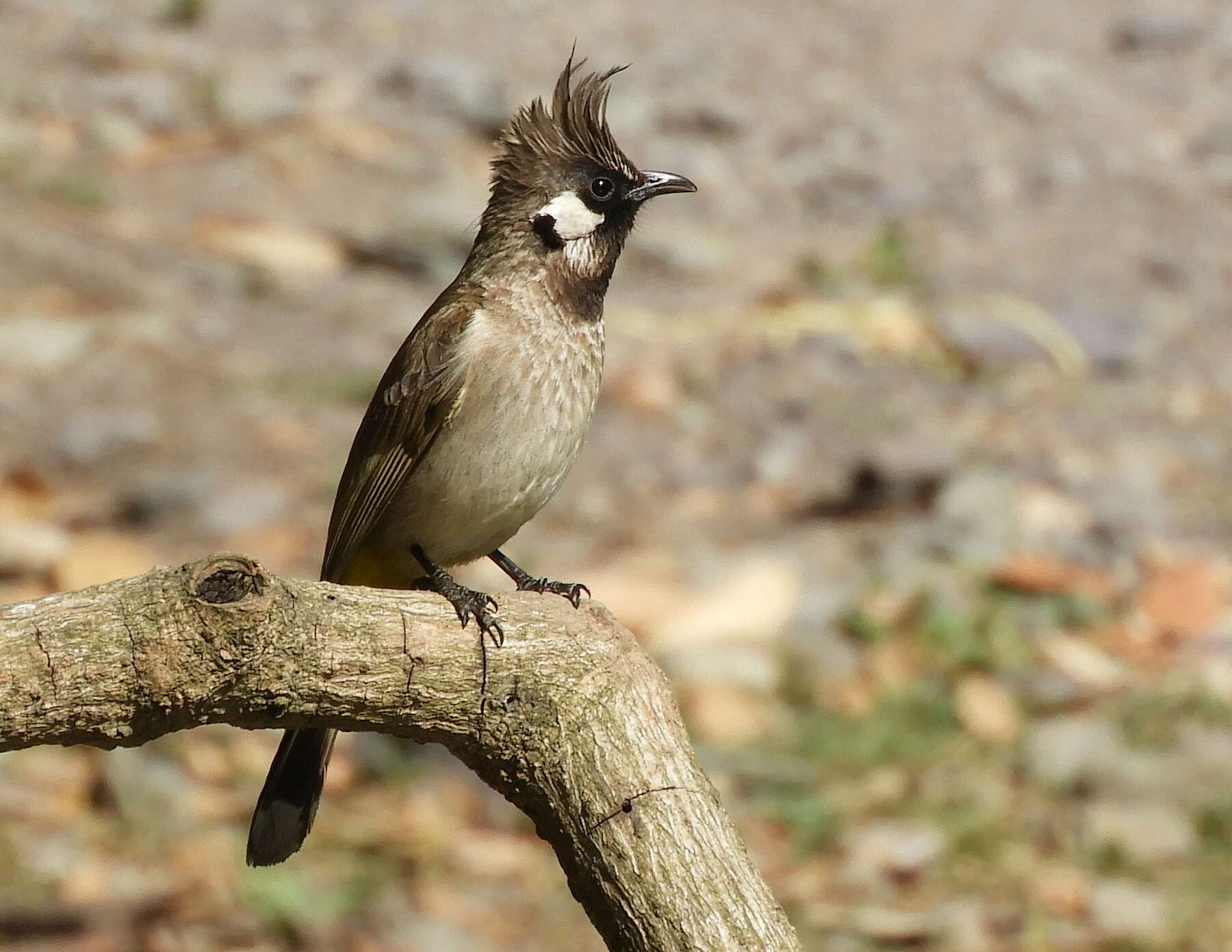 Imagem de Pycnonotus leucogenys (Gray & JE 1835)