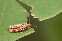 Image of Fruit-Tree Leafroller Moth