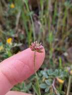 Image of Trifolium bifidum var. bifidum