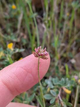 Image de Trifolium bifidum var. bifidum