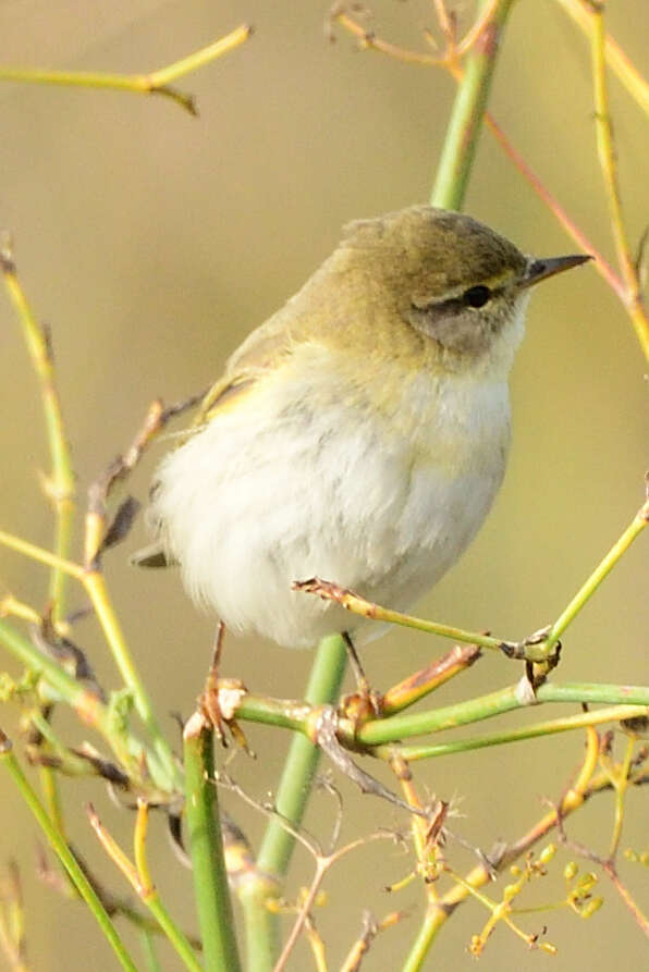 Image of Iberian Chiffchaff