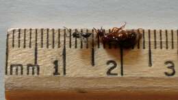 Image of False Honey Ant