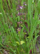 Image of field woundwort