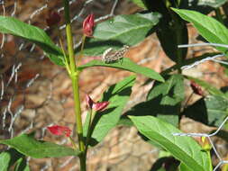 Image of California Mantis