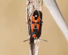 Melanerythrus mactans (Stal & C. 1867) resmi