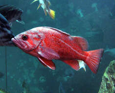 Image of Vermilion rockfish