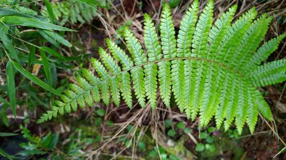 Image of <i>Dryopteris transmorrisonensis</i>