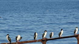 Image of Antarctic Shag