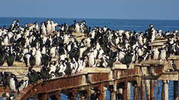 Image of Antarctic Shag