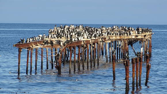 Image of Antarctic Shag