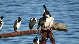 Image of Antarctic Shag