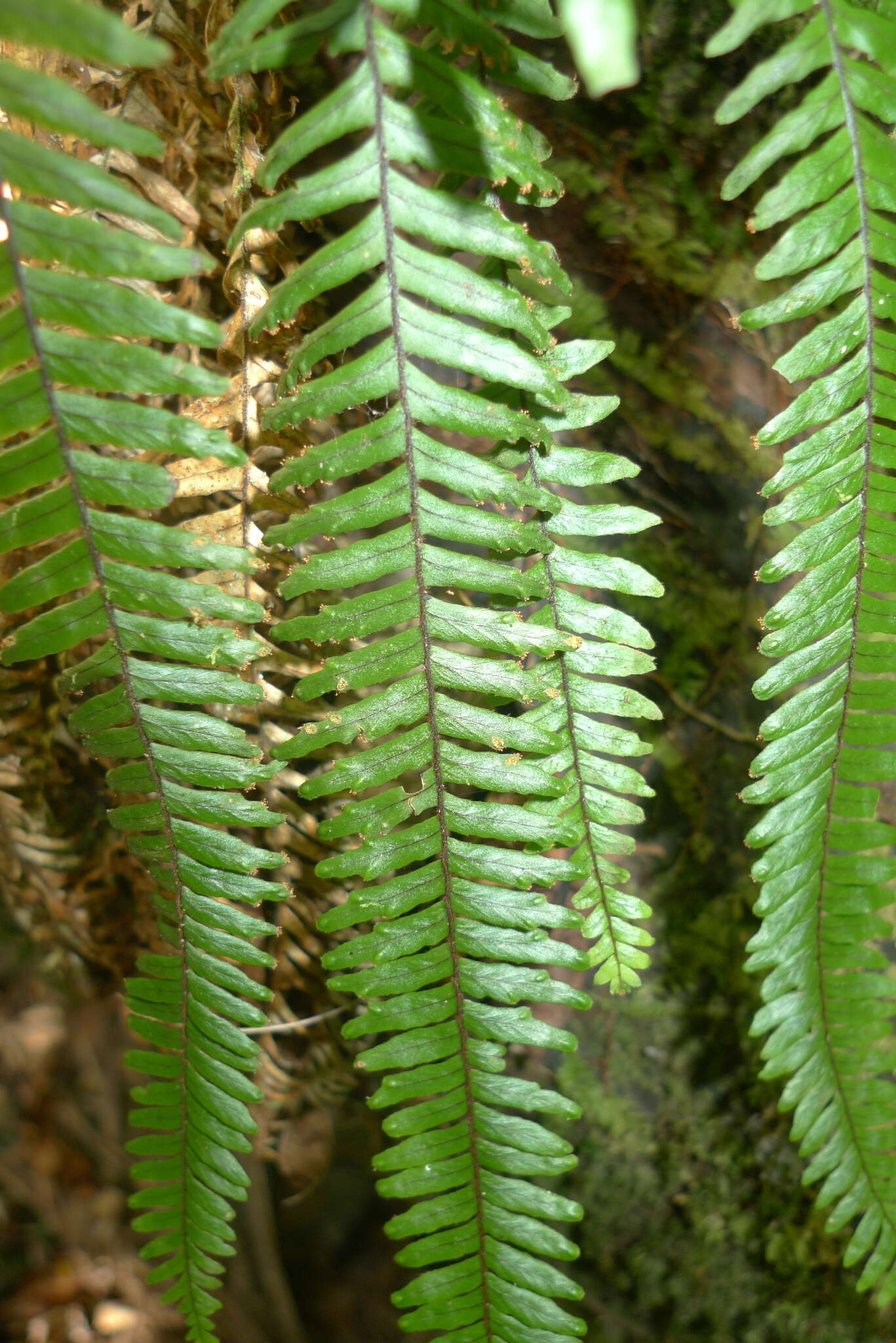 Image of Prosaptia contigua (G. Forst.) C. Presl