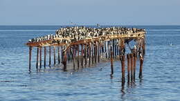 Image of Antarctic Shag