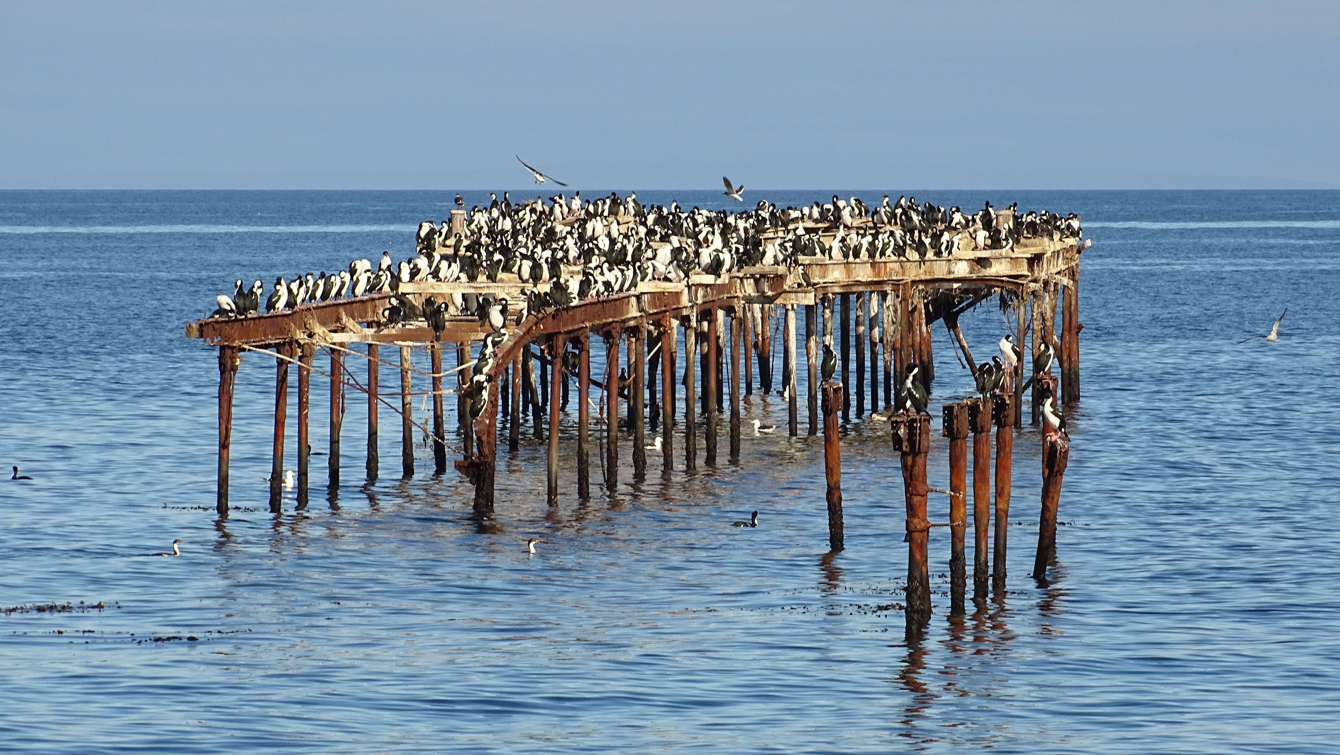 Image of Antarctic Shag