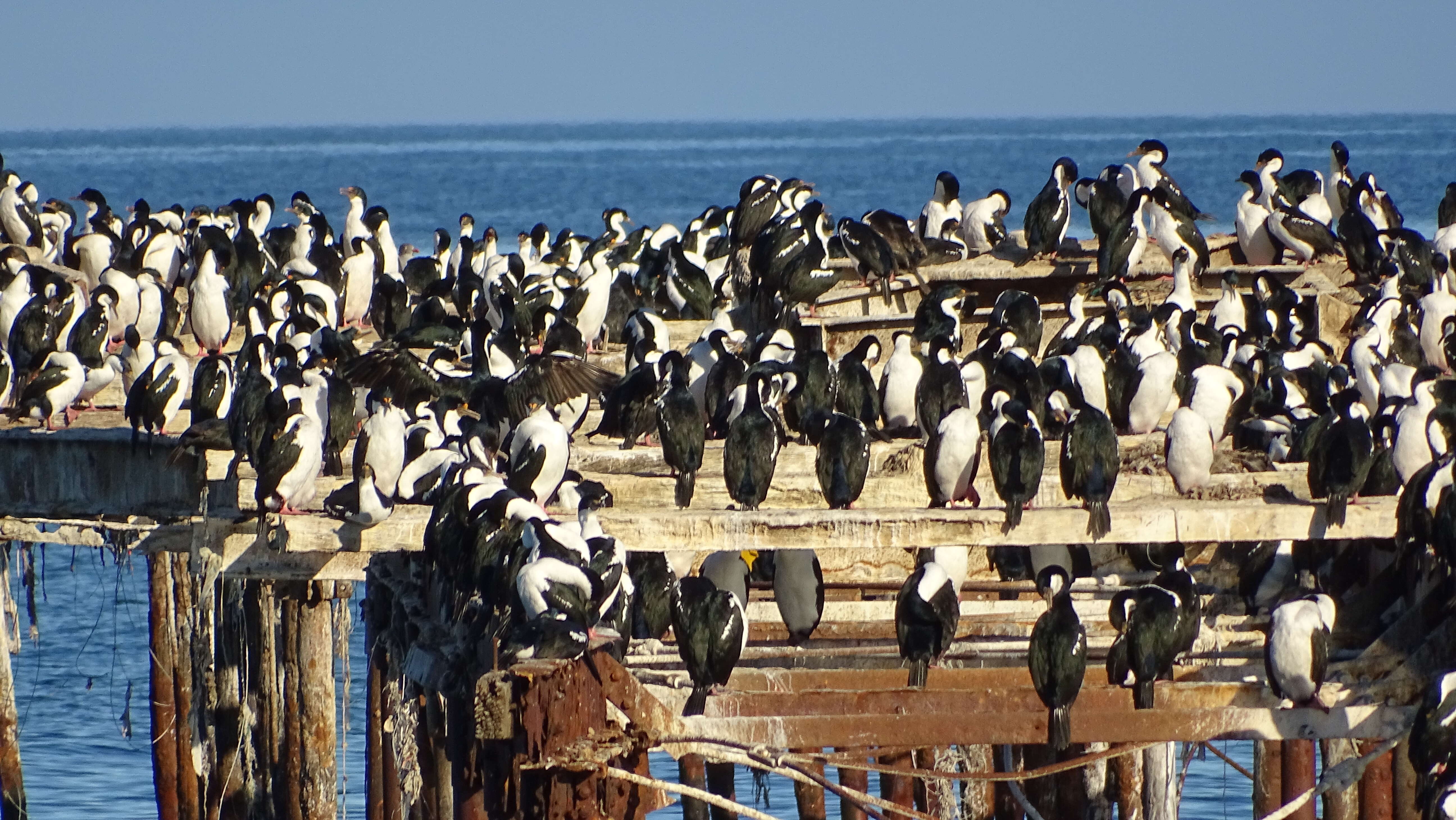 Image of Antarctic Shag