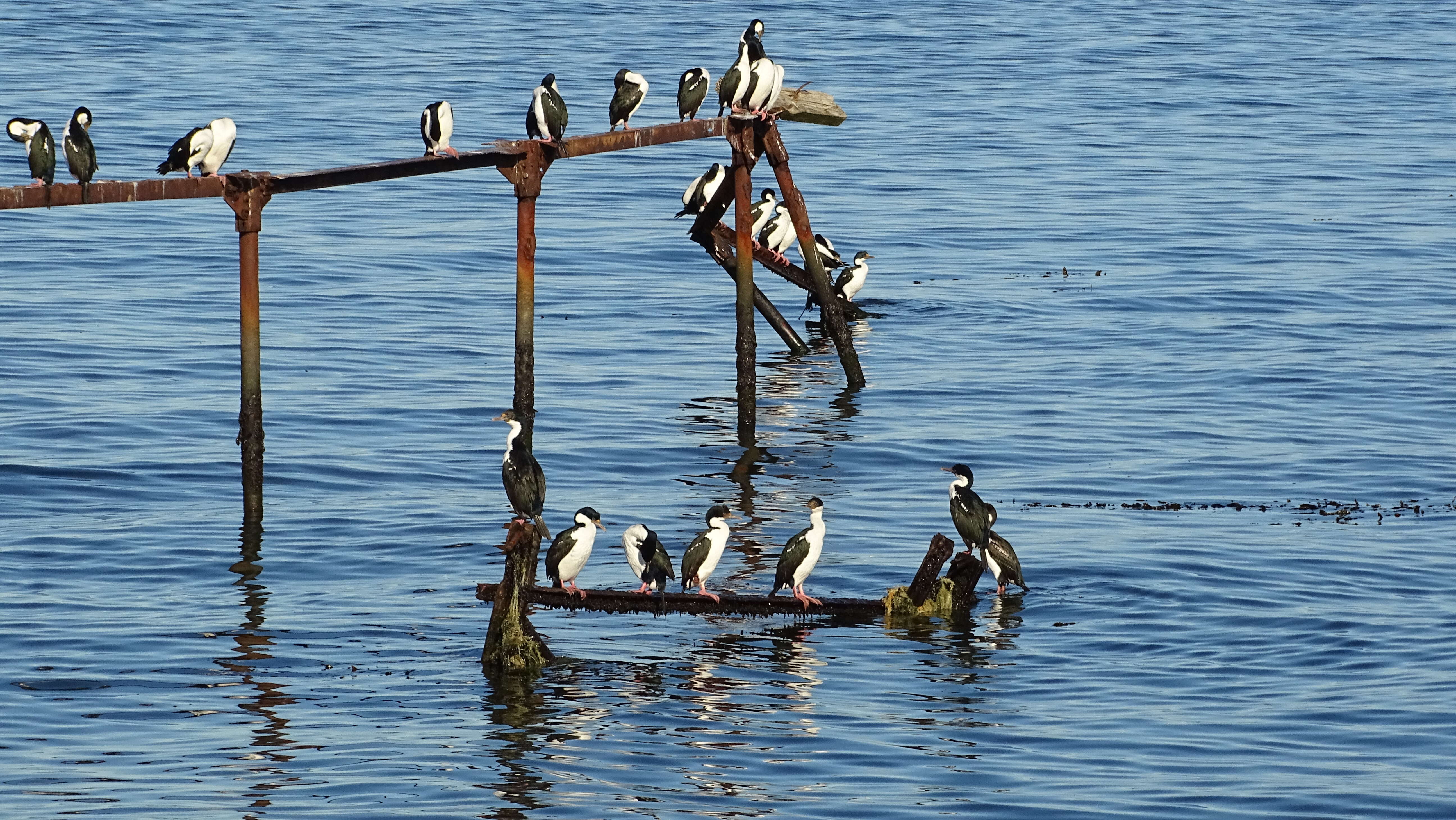 Image of Antarctic Shag