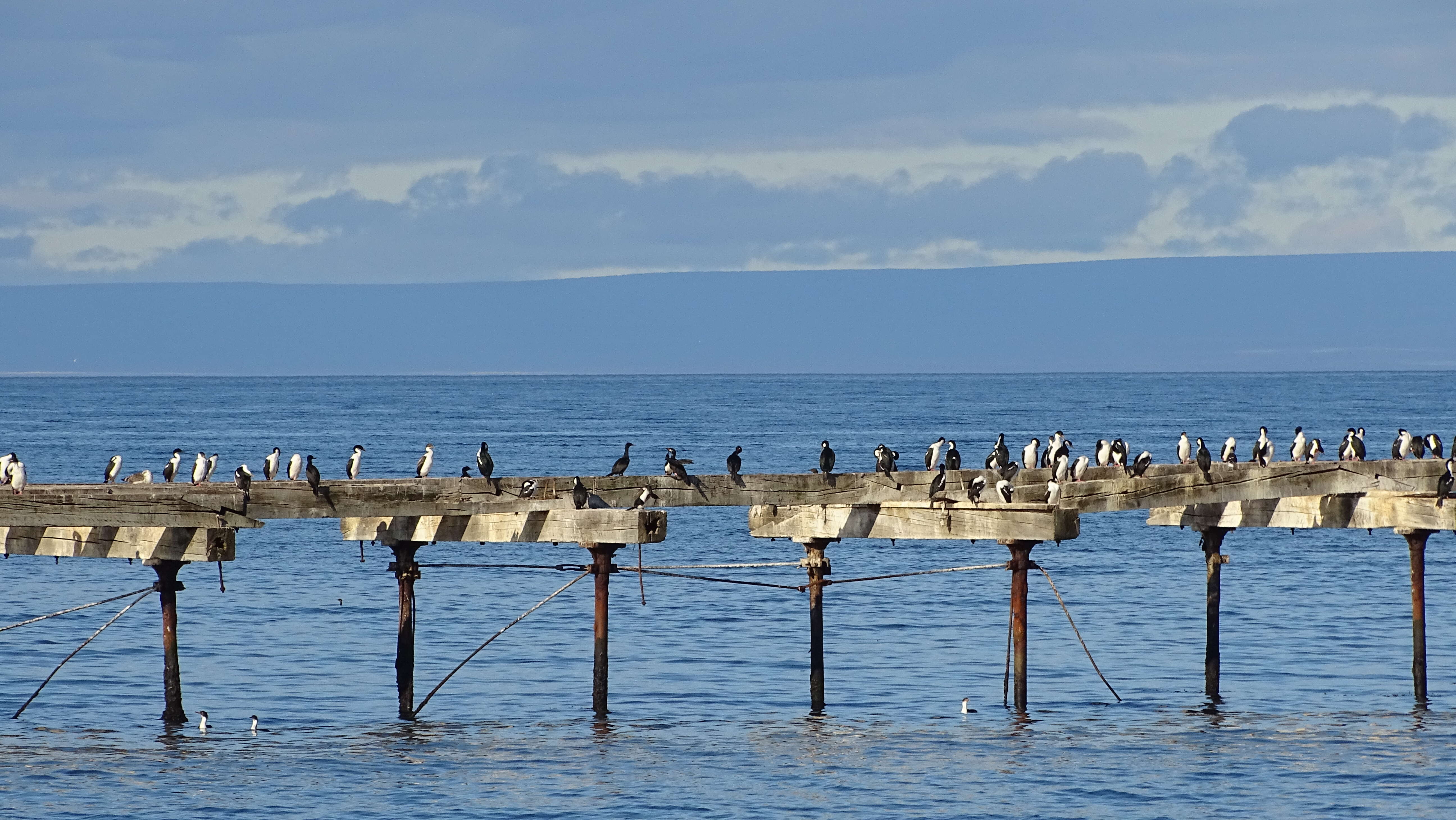 Image of Antarctic Shag