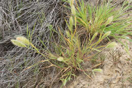 Слика од Polypogon monspeliensis (L.) Desf.