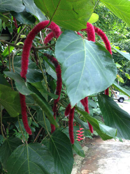 Image of chenille plant