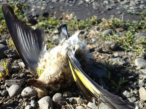 Imagem de Carduelis carduelis (Linnaeus 1758)