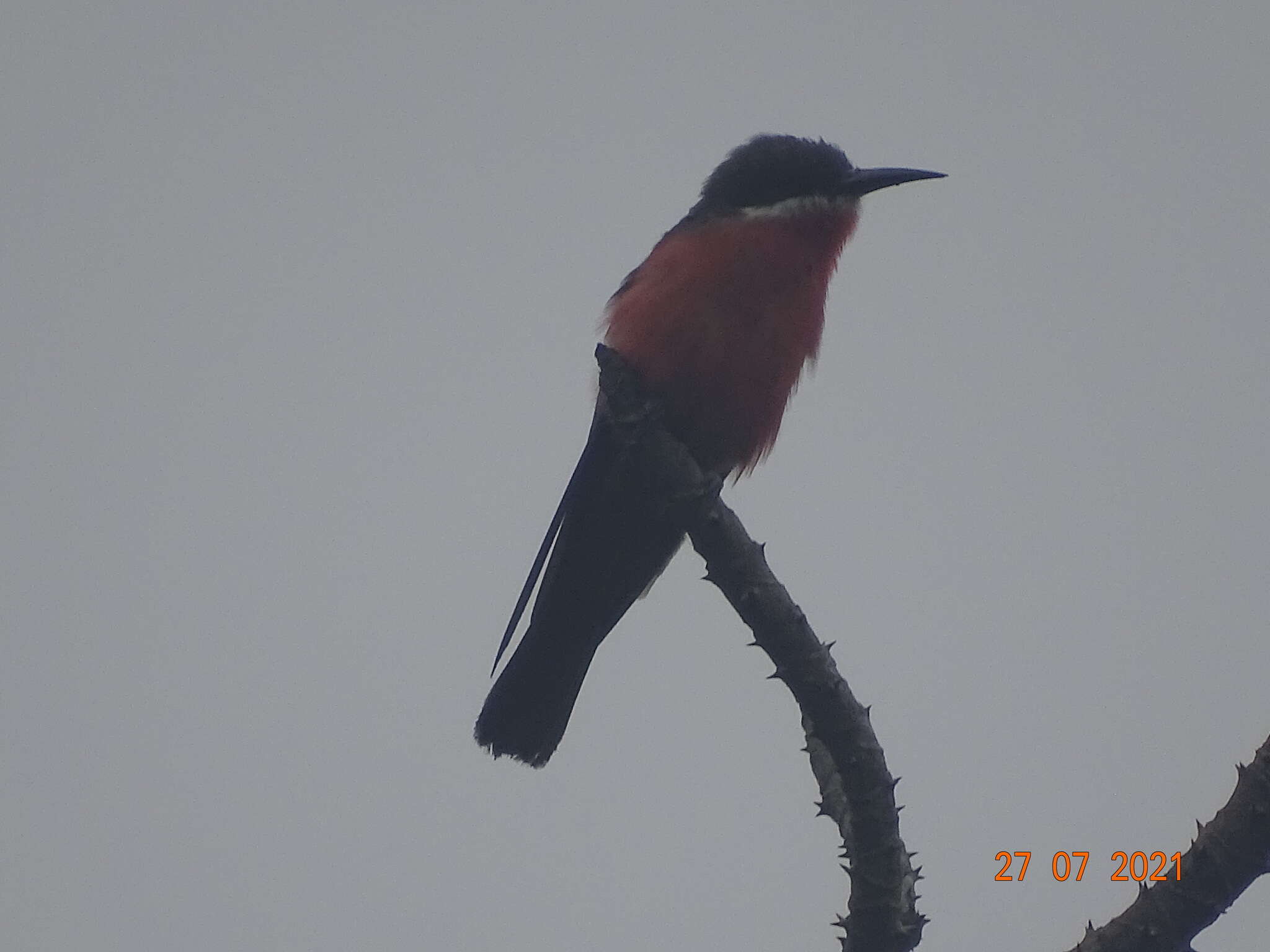 Image of Rosy Bee-eater