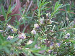 Image de Pigea floribunda (Lindl.) Lindl.