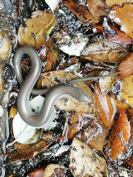 Image of Western Three-toed Skink