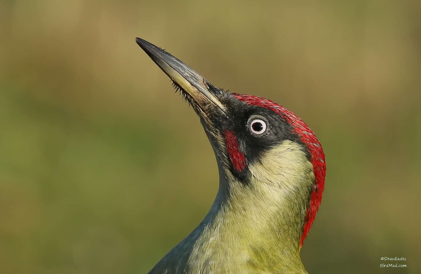 Image of Eurasian Green Woodpecker