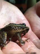 Image of Olive Spiny-chest Frog