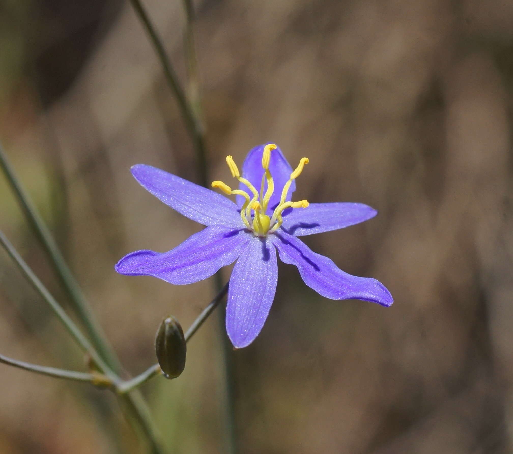 Image de Thelionema caespitosum (R. Br.) R. J. F. Hend.