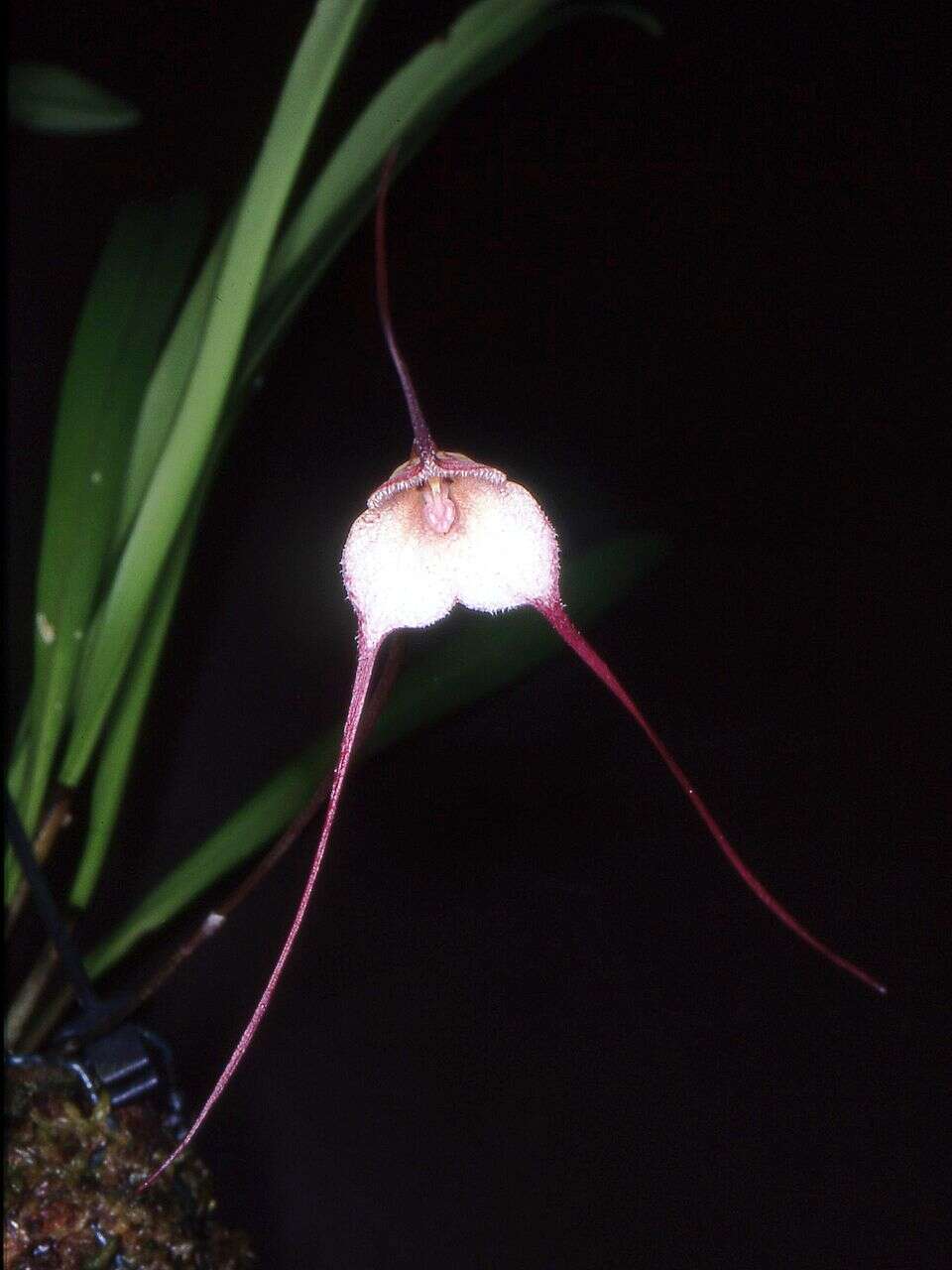 Image of Dracula velutina (Rchb. fil.) Luer