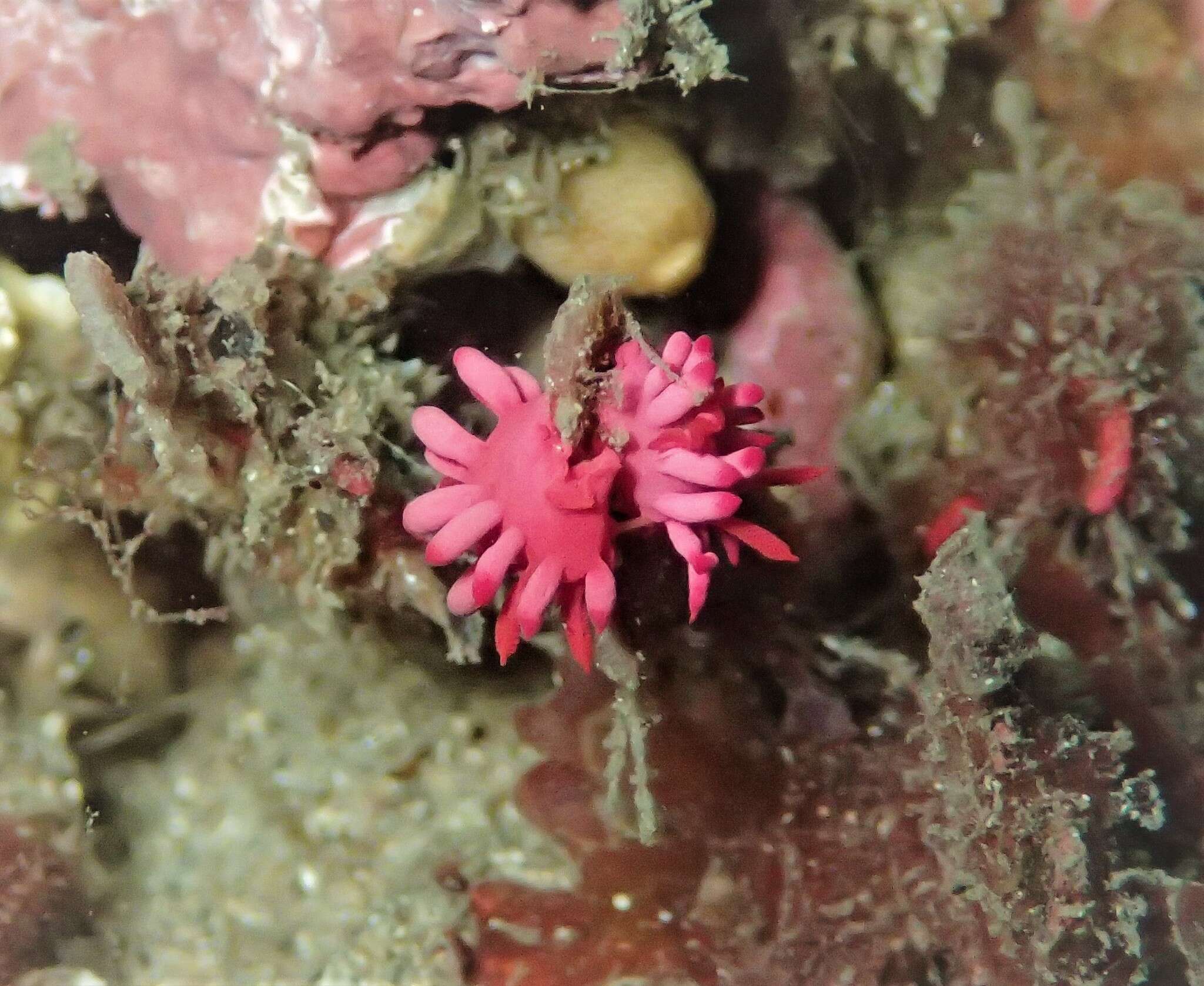 Image of Okenia atkinsonorum Rudman 2007