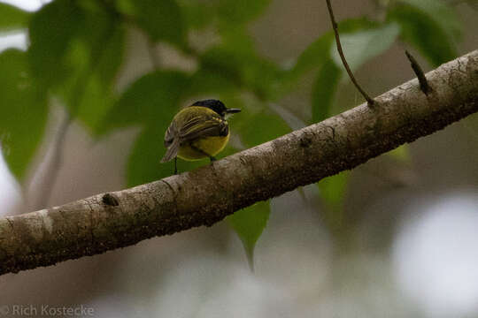 Image of Black-headed Tody-Flycatcher