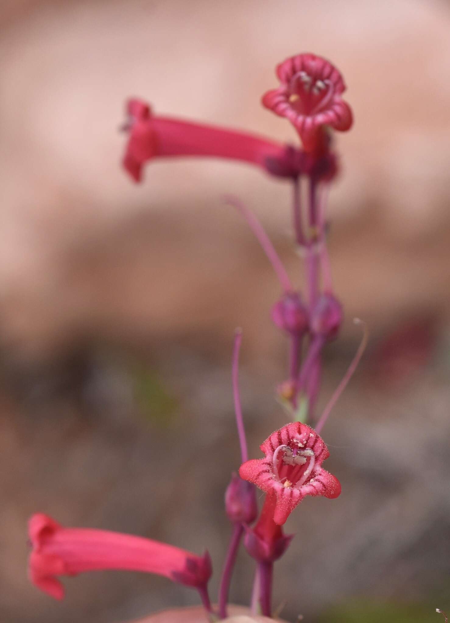 Image of Utah penstemon