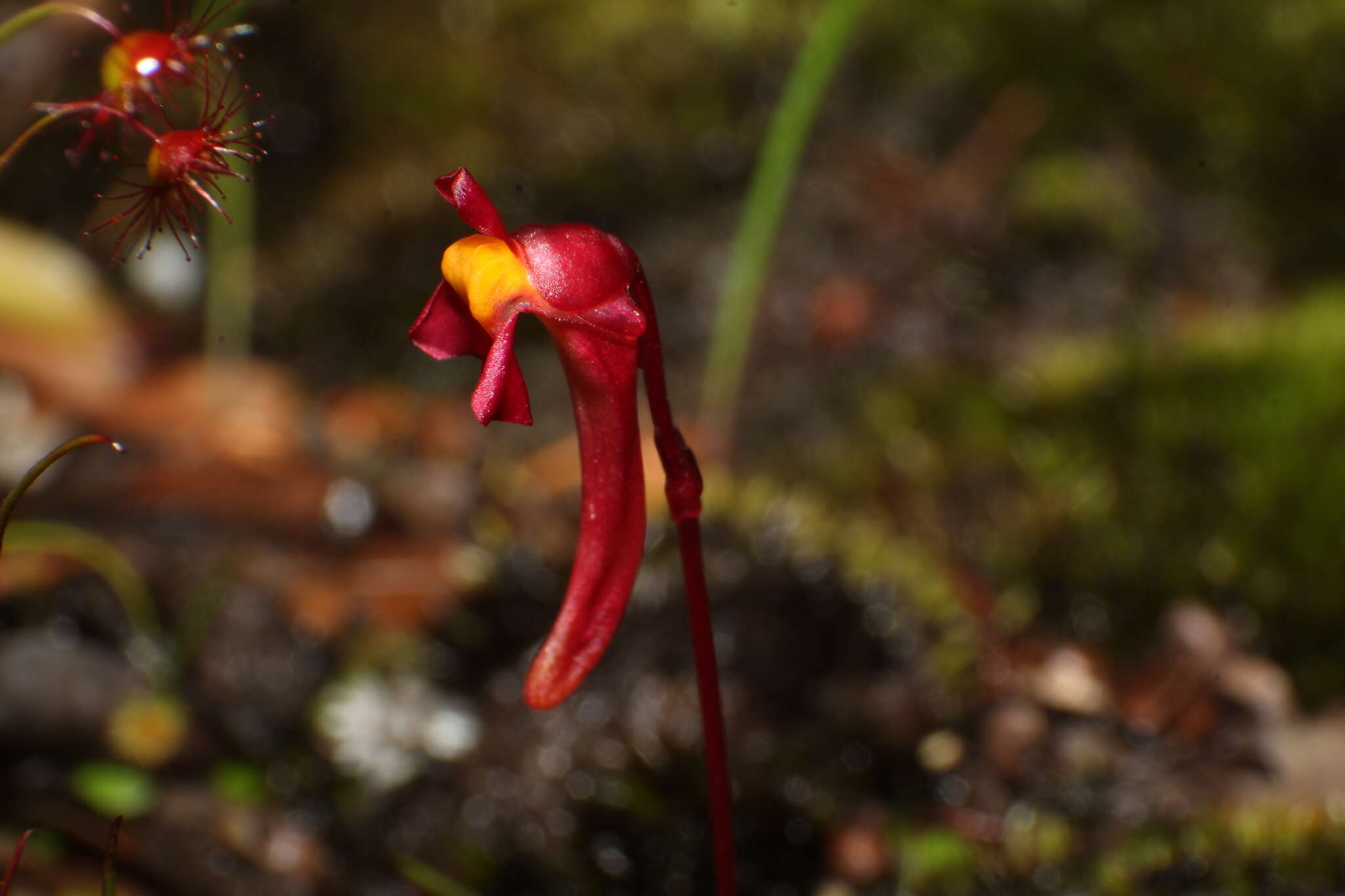 Image of Utricularia menziesii R. Br.