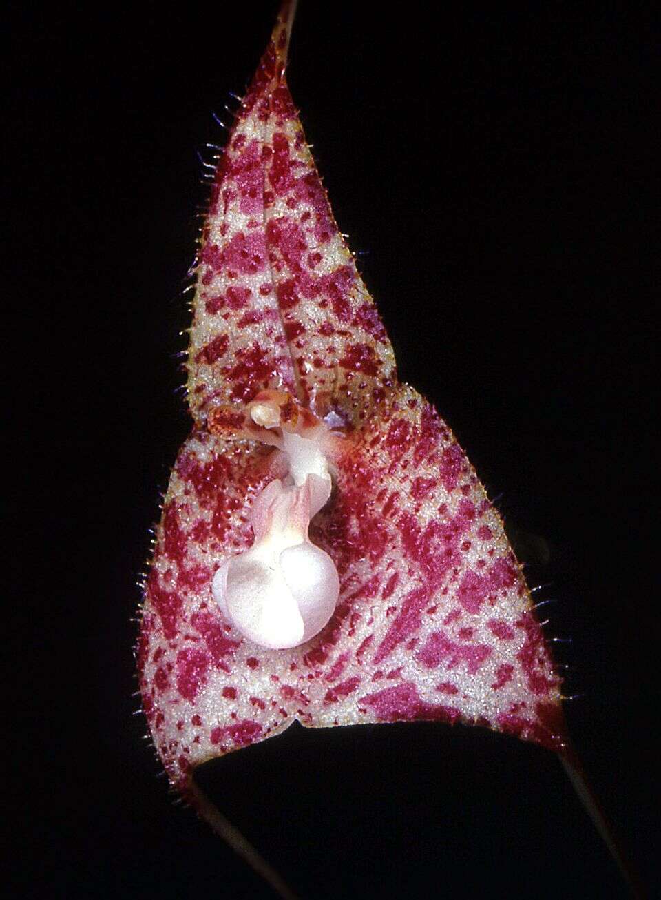 Image of Dracula vespertilio (Rchb. fil.) Luer